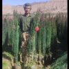 فروش سروناز درجه یک معمولی و اصلاح شده