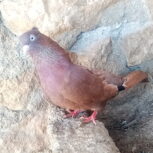 کبوتر سرخ ماده