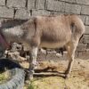 فروش الاغ