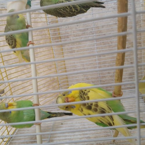مرغ عشق درجه 1