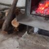 1105متر‌زمین کشاورزی گرگان گلندتاریکی