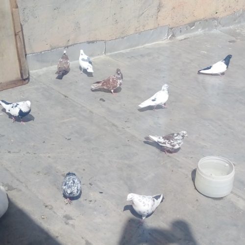کوبتر