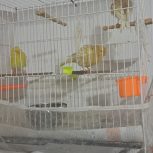 یک جفت قناری نروماده و یک عدد جوجه قناری