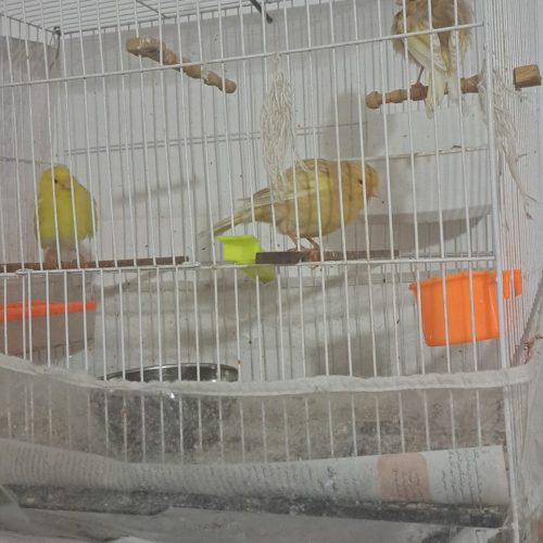 یک جفت قناری نروماده و یک عدد جوجه قناری