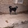 سگ قدر