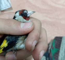 سهره درجه یک