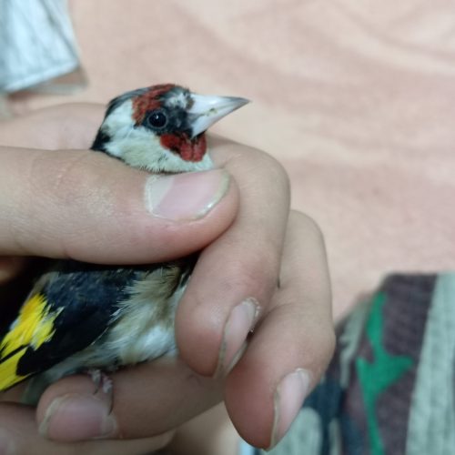 سهره درجه یک