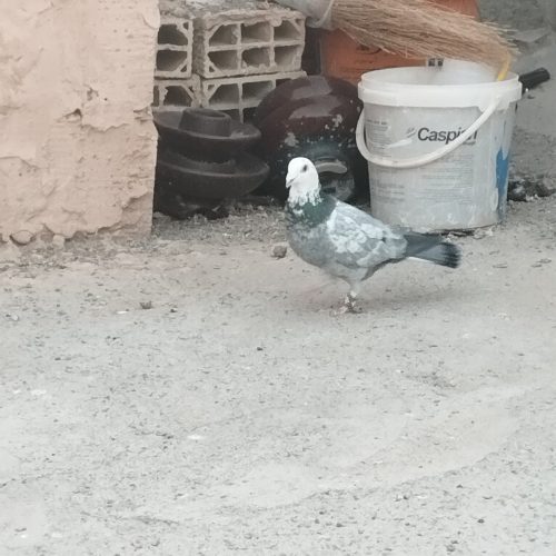 کبوتر المانی