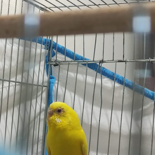مرغ عشق ماده