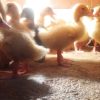 جوجه مرغ محلی و اردک