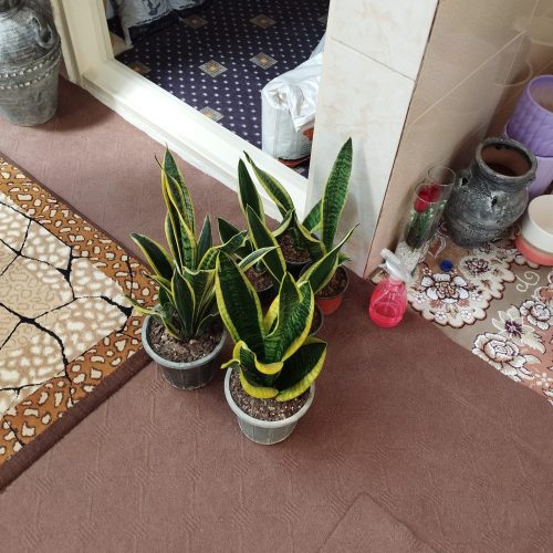 گل و گیاهان آپارتمانی
