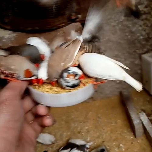 فنچ تعداد بالا نره ماده سالم