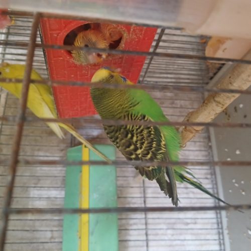 مرغ عشق درجه 1