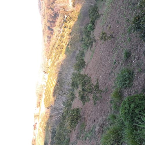 فروش 900متر زمین در روستای پایین کولا