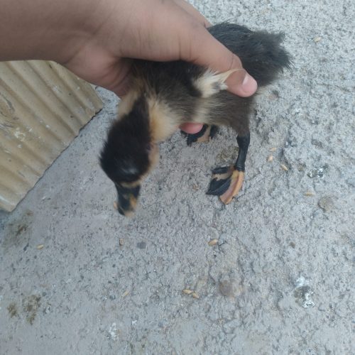 جوجه اردک