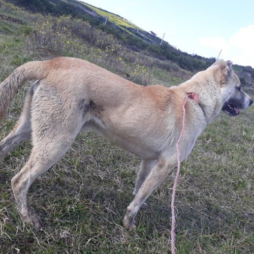 سگ گله ای دهن پاک معاوضه