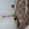 سویت خانه مسافر دوخابه 700هزار