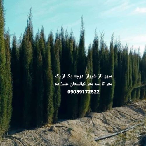 فروش سروناز درجه یک معمولی و اصلاح شده