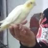 پرنده گم شده