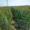 زمین کشاورزی 8هکتار با آب چاه سند تک برگ ثبتی