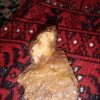 فروش سنگ طلا اصل100درصد