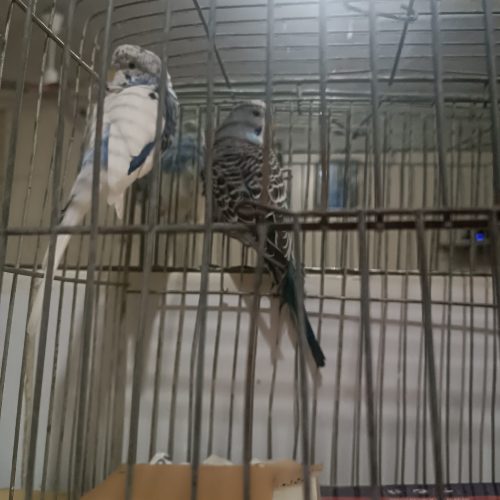 کوتوله ویه جفت مرغ عشق