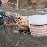 احسان شکاری