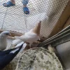 با سلام چند تا کفتر افغان نر پرشی