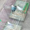 طوطی برزیلی کوتوله