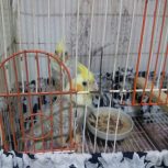 عروس هلندی
