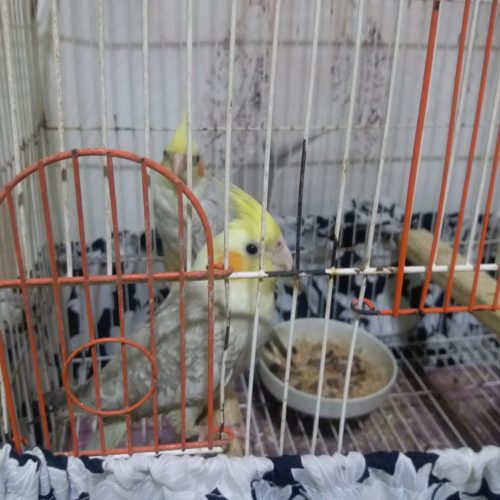 عروس هلندی