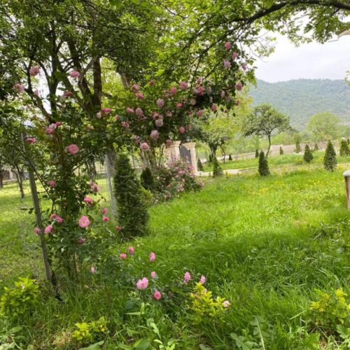ویلا جنگلی ماسال