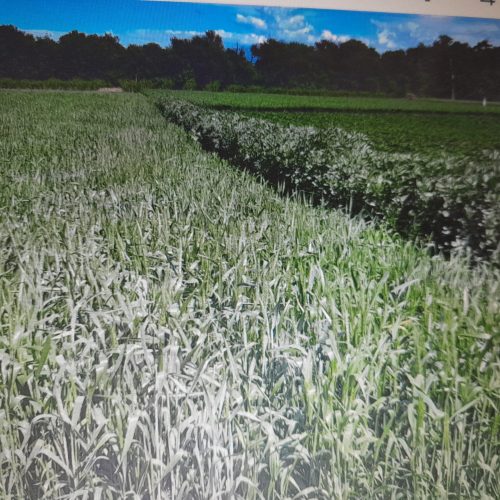زمین کشاورزی  2هکتاری سندی و دارای اب