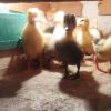 جوجه مرغ محلی و اردک