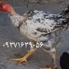 مرغ و خروس محلی صل