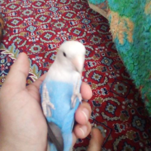 طوطی برزیلی،اهلی هلی