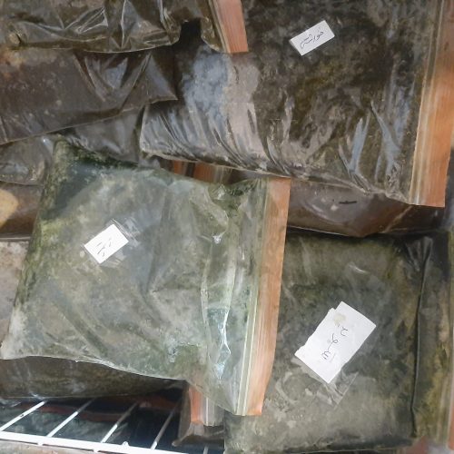 سبزی ماهی خورشتی آشی شوید