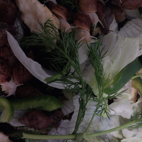 حلزون همه سایزی به شرط