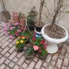 گل و گیاهان آپارتمانی