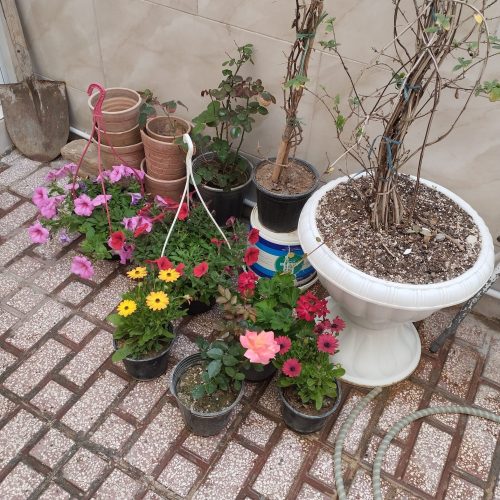 گل و گیاهان آپارتمانی