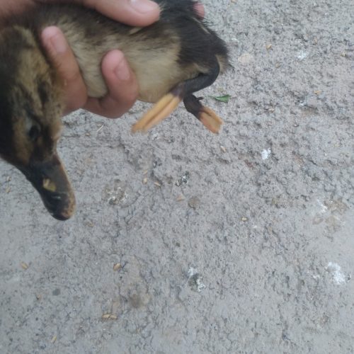 جوجه اردک