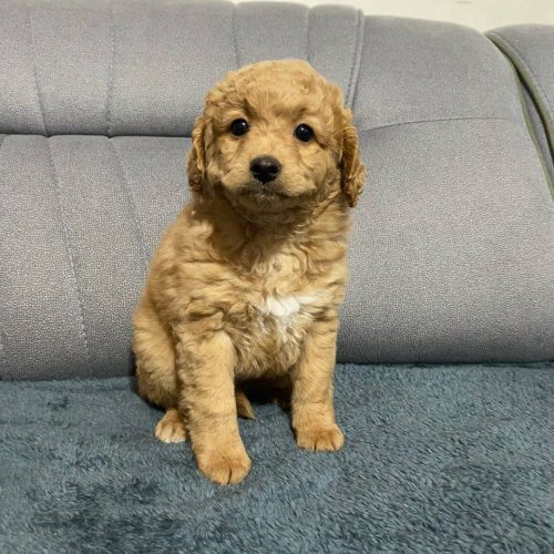 توی پودل وارداتی