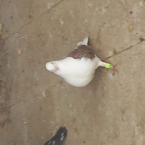 پشتی سرخ آتشین نرخال سیاه