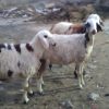 باسلام سه رأس بره داشتی دو نر و یک ماده
