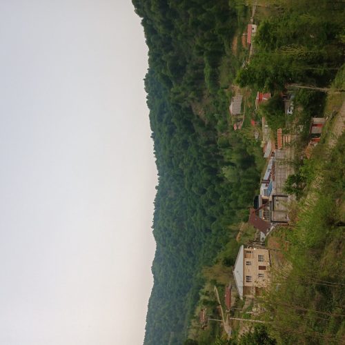 فروش باغ چای