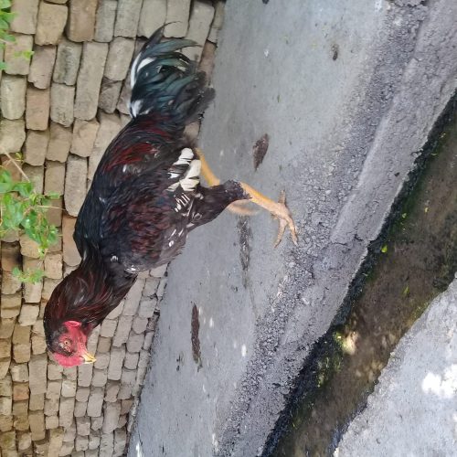 خروس لاری اصل طوس زغالی