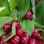 باغ ششدانگ 7427متر تسوج