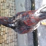 خروس لاری اصل طوس زغالی