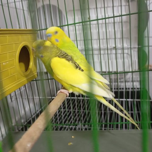 مرغ عشق انگلیسی