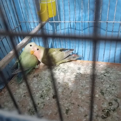 طوطی برزیلی